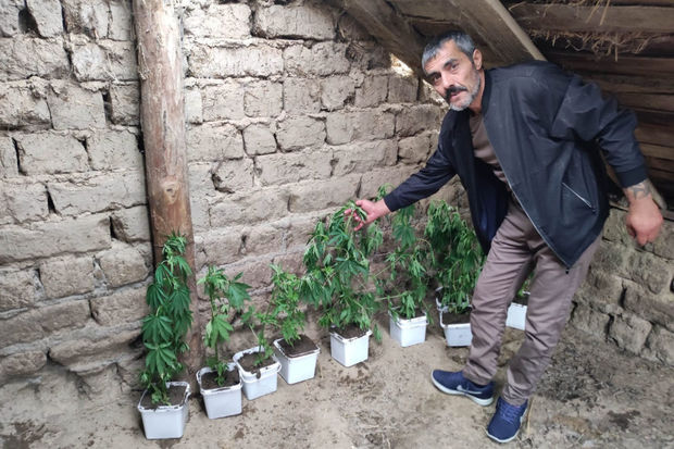 Samuxda narkotik yetişdirən şəxs saxlanılıb